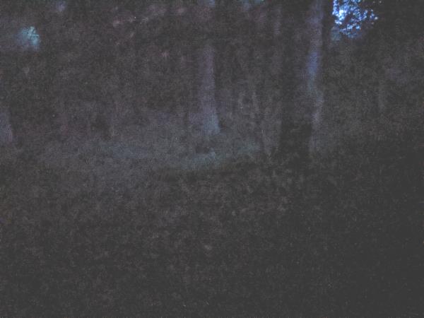 Ghost and nocturnal creatures holiday in Scotland