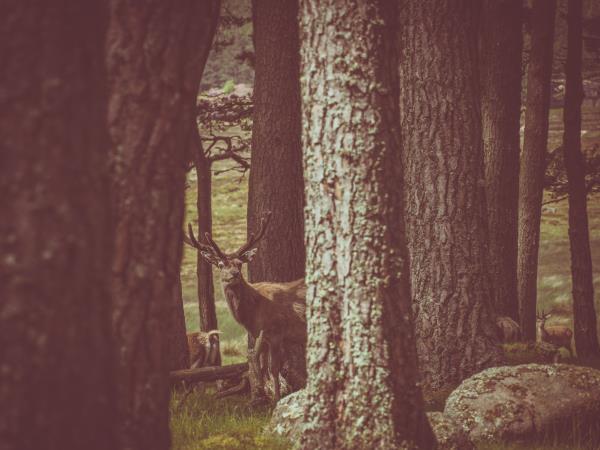 Ghost and nocturnal creatures holiday in Scotland