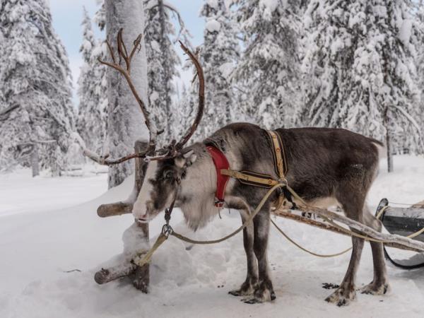 Lapland winter holiday, glass igloos and Northern Lights