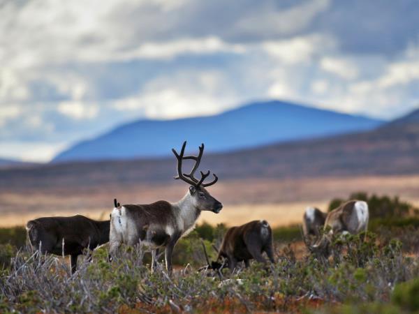 Finnish Lapland Autumn Northern Lights holiday