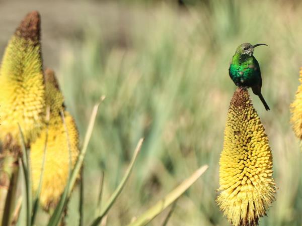 Bale Mountains holiday in Ethiopia