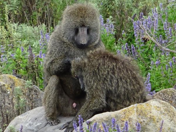 Bale Mountains holiday in Ethiopia