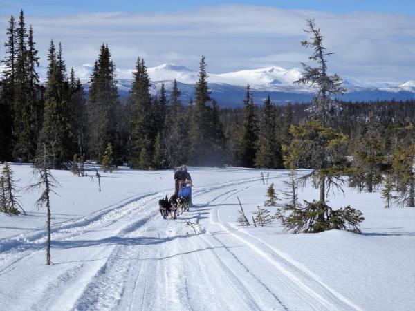 Dogsledding in Swedish Lapland holiday