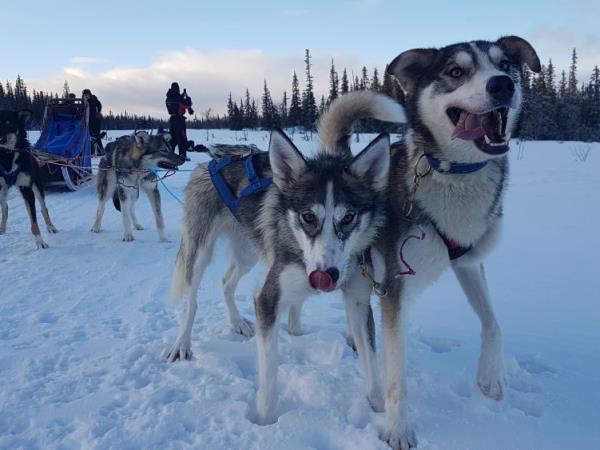 Dogsledding in Swedish Lapland holiday