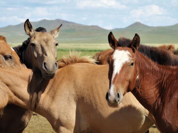 Mongolia nomad horse riding holiday