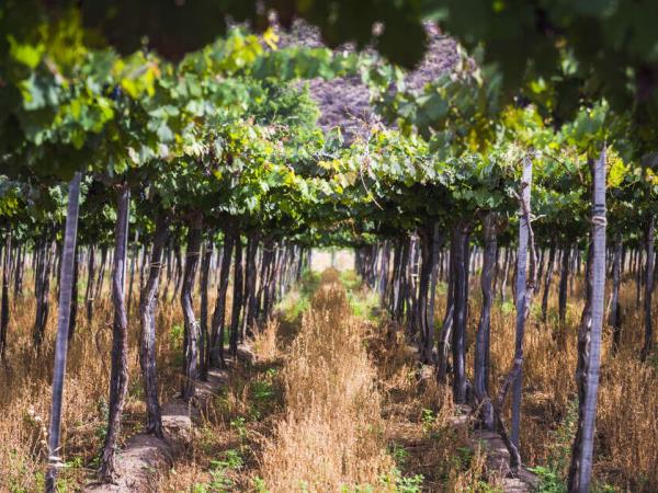 Wine and Landscapes of Argentina holiday
