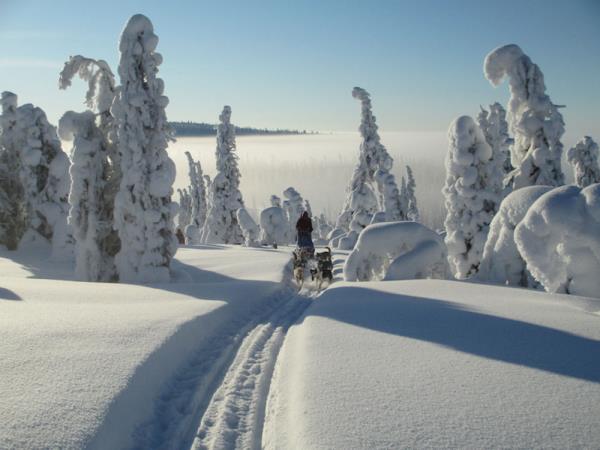 Dogsledding in Swedish Lapland holiday