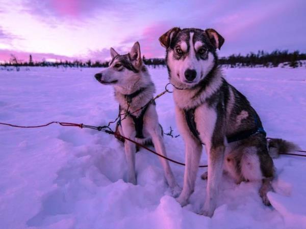 Dogsledding in Swedish Lapland holiday