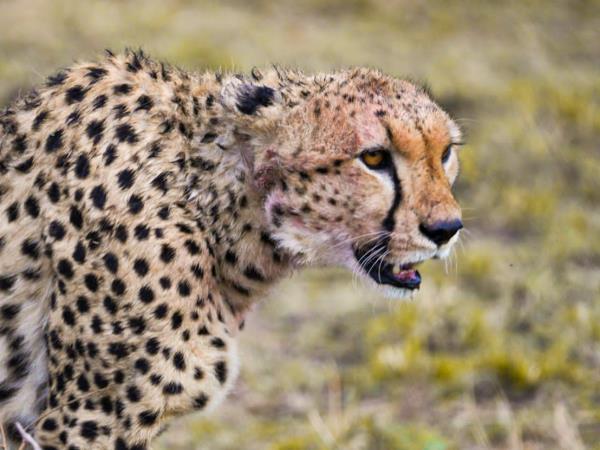 Tanzania on a budget, 4 day tour