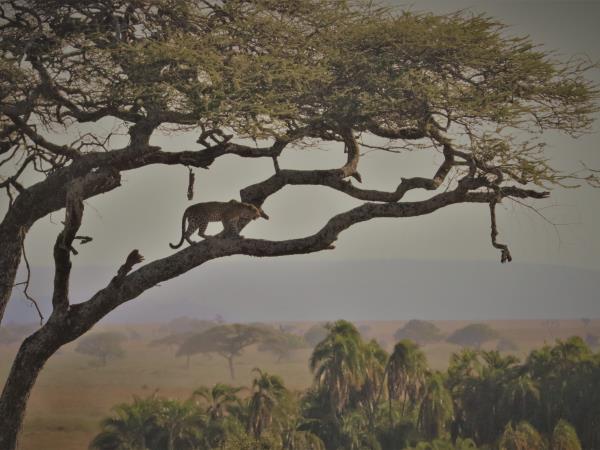 Tanzania on a budget, 4 day tour