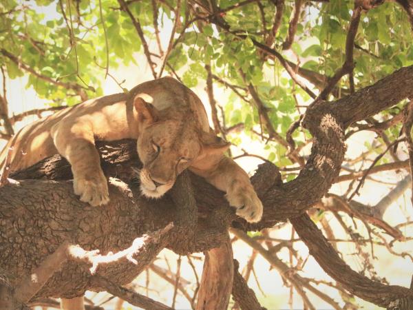 Serengeti holiday in Tanzania, the big five