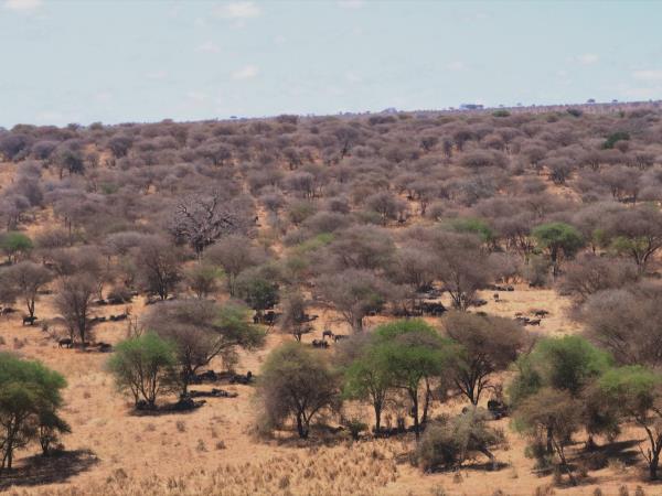 Serengeti holiday in Tanzania, the big five