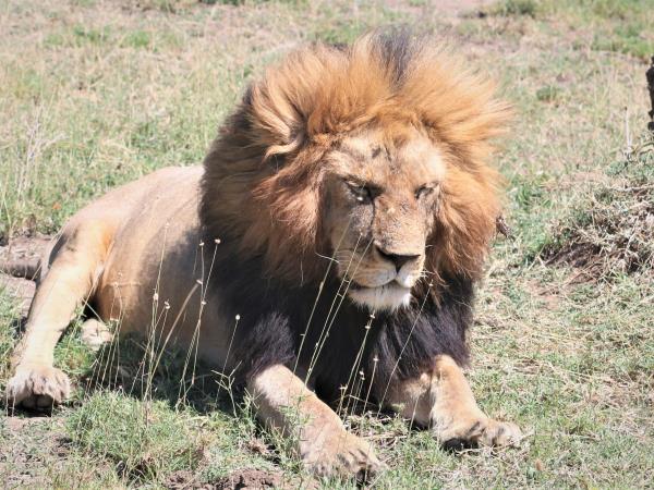 Serengeti holiday in Tanzania, the big five