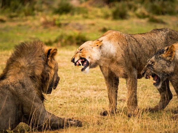 Serengeti holiday in Tanzania, the big five