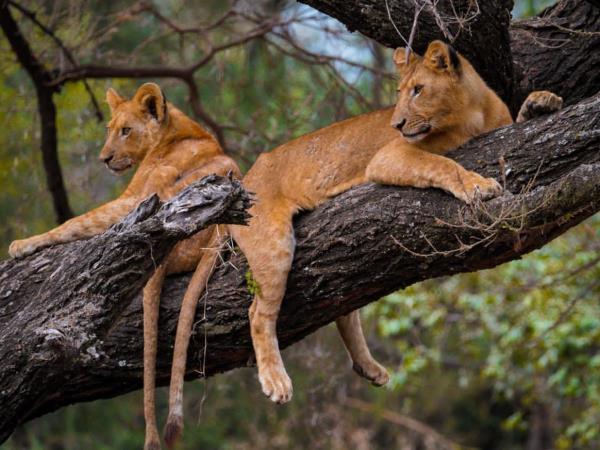 Serengeti holiday in Tanzania, the big five