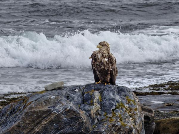 Whale watching in Norway, sailing cruise