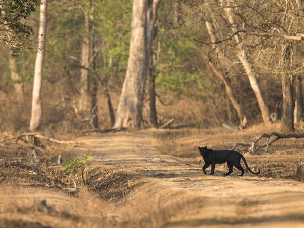 Black panther photography tour in India