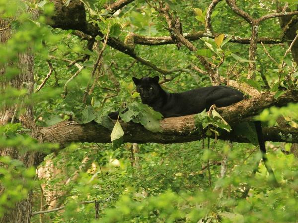 Black panther photography tour in India