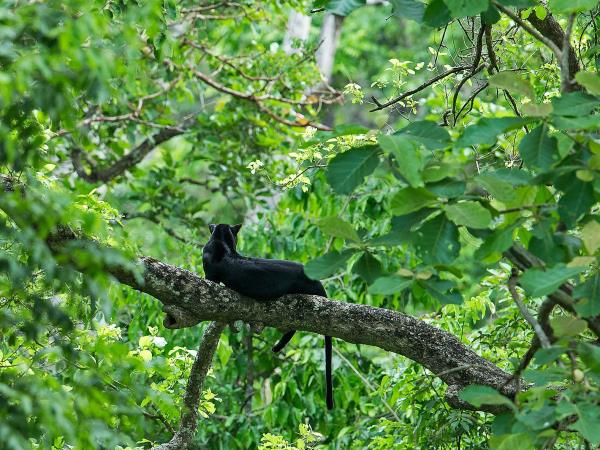 Black panther photography tour in India
