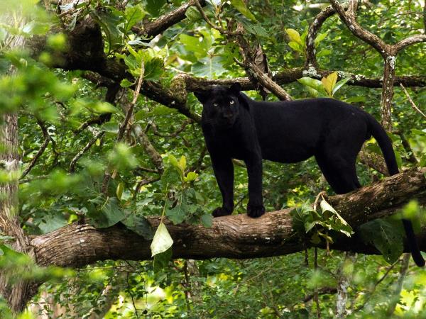 Black panther photography tour in India