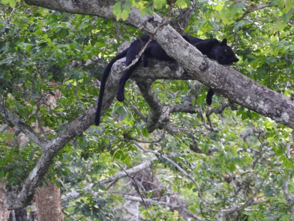 Black panther photography tour in India