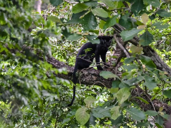 Black panther photography tour in India