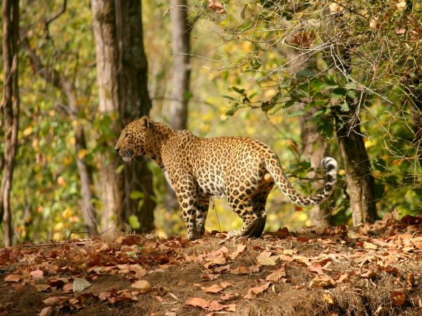 Black panther photography tour in India
