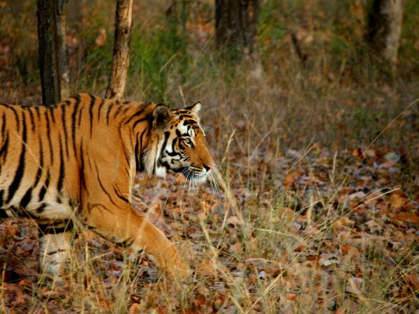 Black panther photography tour in India