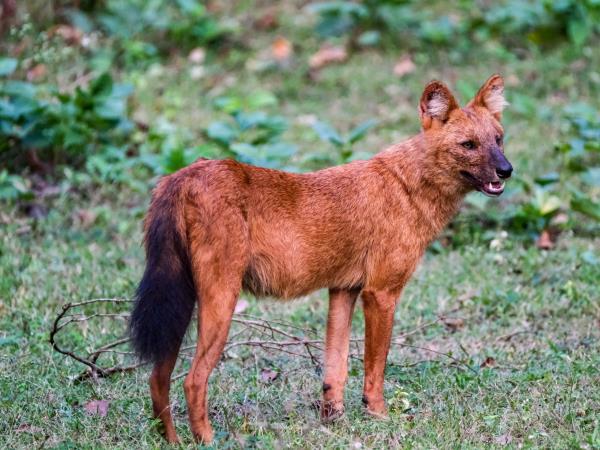 Black panther photography tour in India