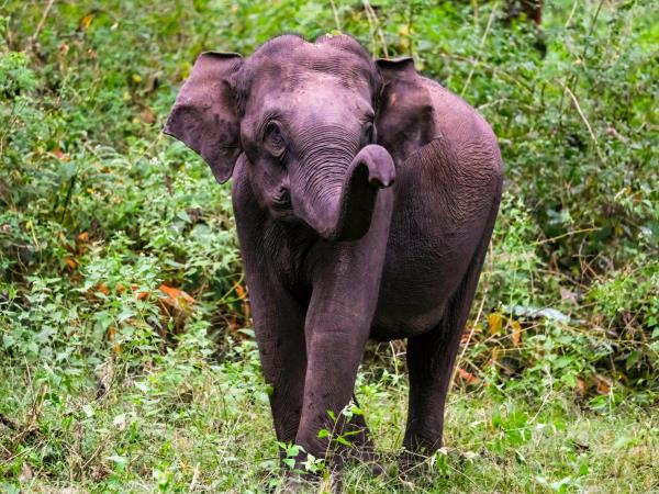 Black panther photography tour in India