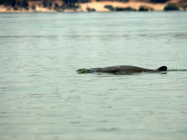 Cambodia & Vietnam wildlife tour