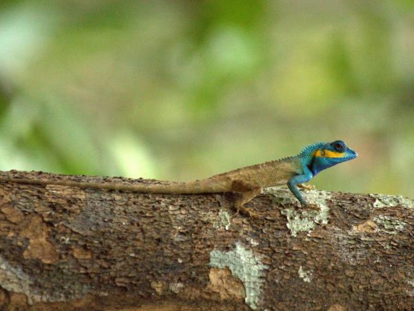 Cambodia & Vietnam wildlife tour
