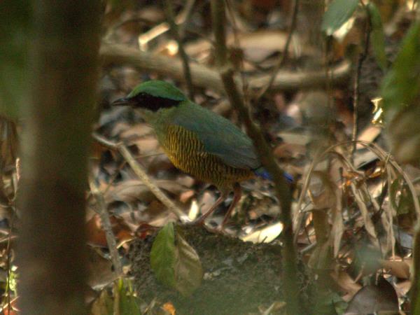 Cambodia & Vietnam wildlife tour