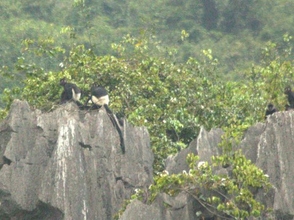 Cambodia & Vietnam wildlife tour