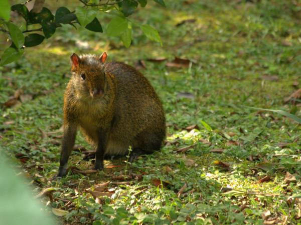 Peru wildlife holidays, Amazon and Machu Picchu