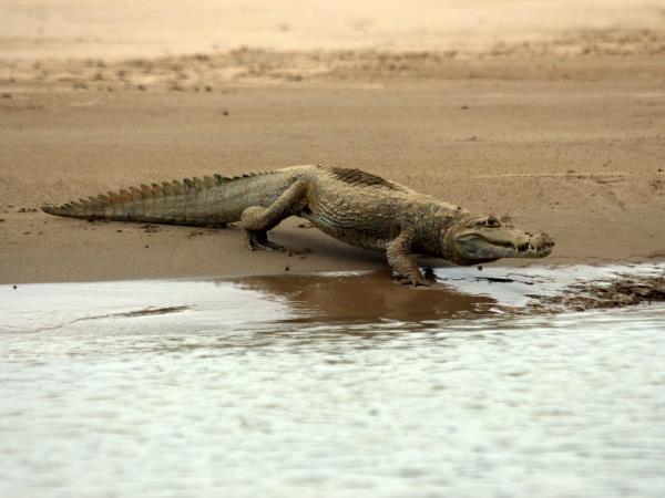 Peru wildlife holidays, Amazon and Machu Picchu