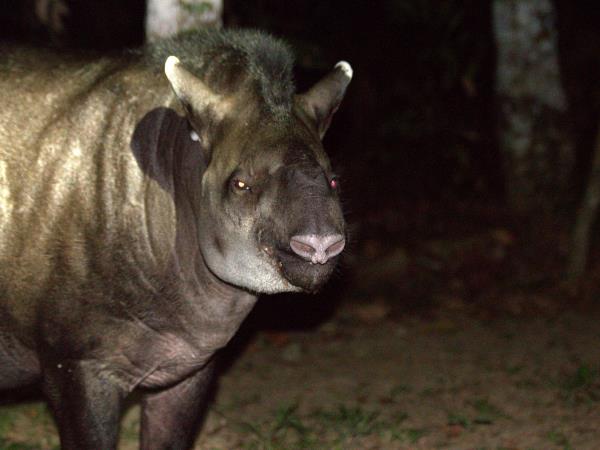Peru wildlife holidays, Amazon and Machu Picchu
