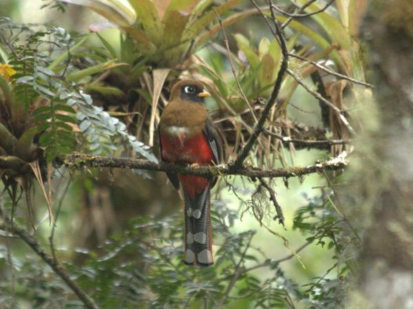 Peru wildlife holidays, Amazon and Machu Picchu