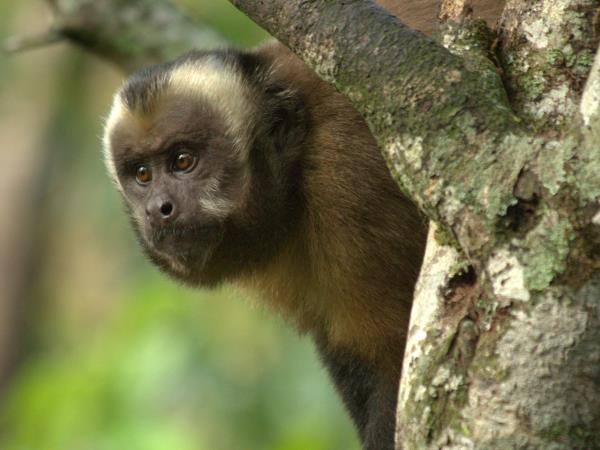Peru wildlife holidays, Amazon and Machu Picchu