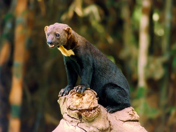 Peru wildlife holidays, Amazon and Machu Picchu