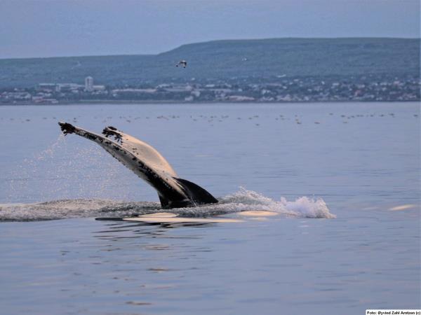 Whale watching in Norway, sailing cruise