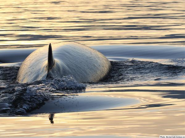 Whale watching in Norway, sailing cruise
