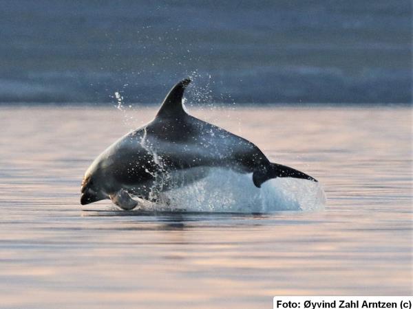 Whale watching in Norway, sailing cruise