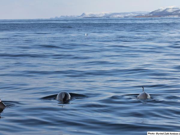 Whale watching in Norway, sailing cruise
