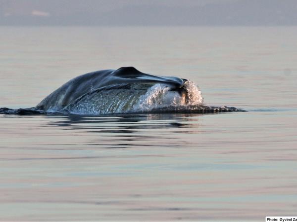 Whale watching in Norway, sailing cruise
