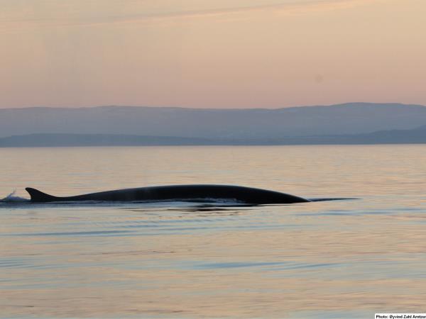 Whale watching in Norway, sailing cruise