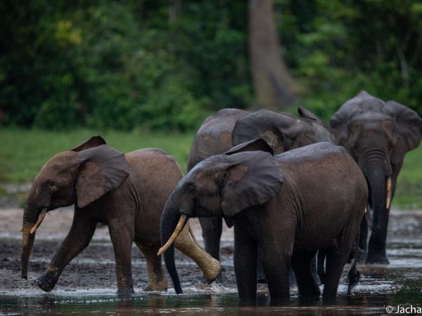 Central African Republic wildlife tour
