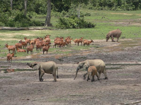 Central African Republic wildlife tour