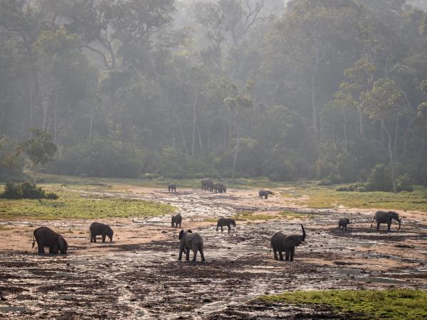 Central African Republic wildlife tour