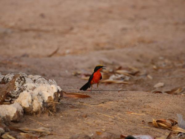 Gambia birdwatching and wildlife tour